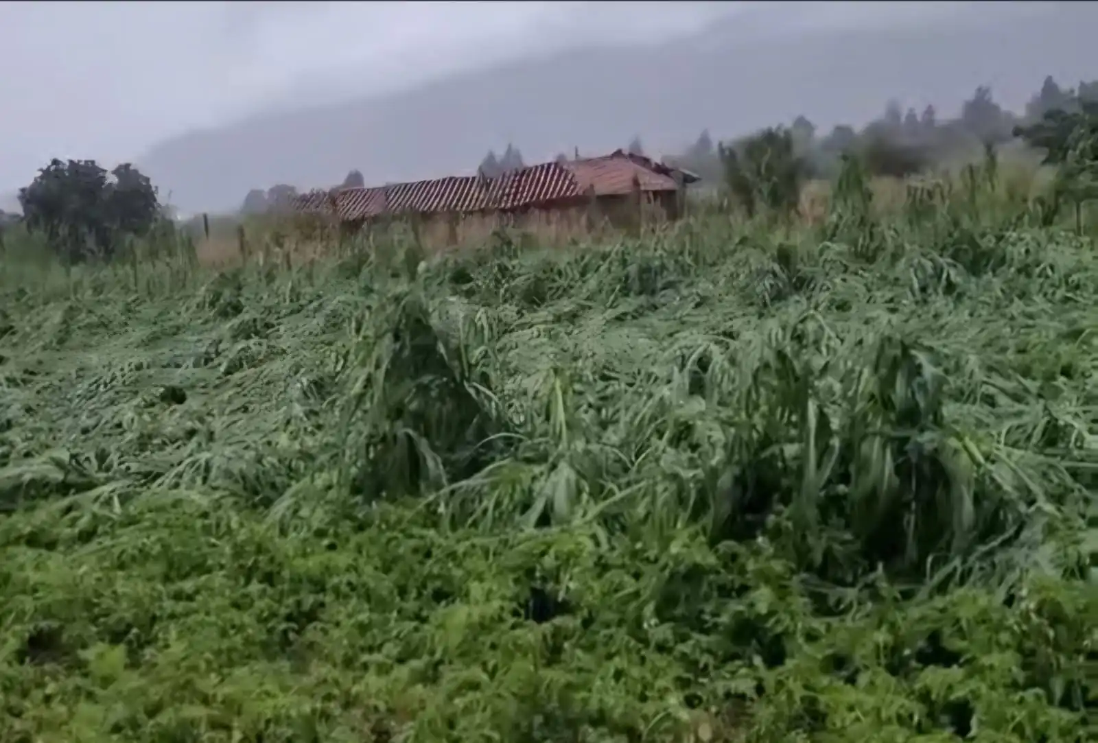 Los maizales en Sipe Sipe quedaron destruidos/Captura de pantalla