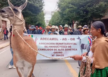 camélidos