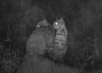 Tres especies de animales silvestres fueron halladas en el cerro San Pedro de Cochabamba. FOTO: red UNO