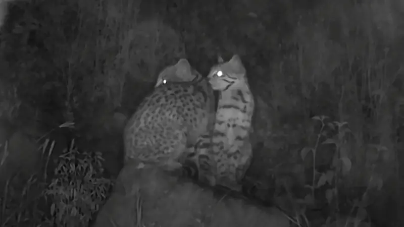 Tres especies de animales silvestres fueron halladas en el cerro San Pedro de Cochabamba. FOTO: red UNO