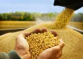 soya