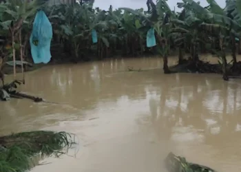 La mujer murió en una plantación de banano/Captura de pantalla