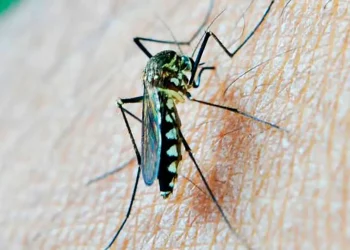 OPS alerta ante propagación de casos de chikungunya en continente americano