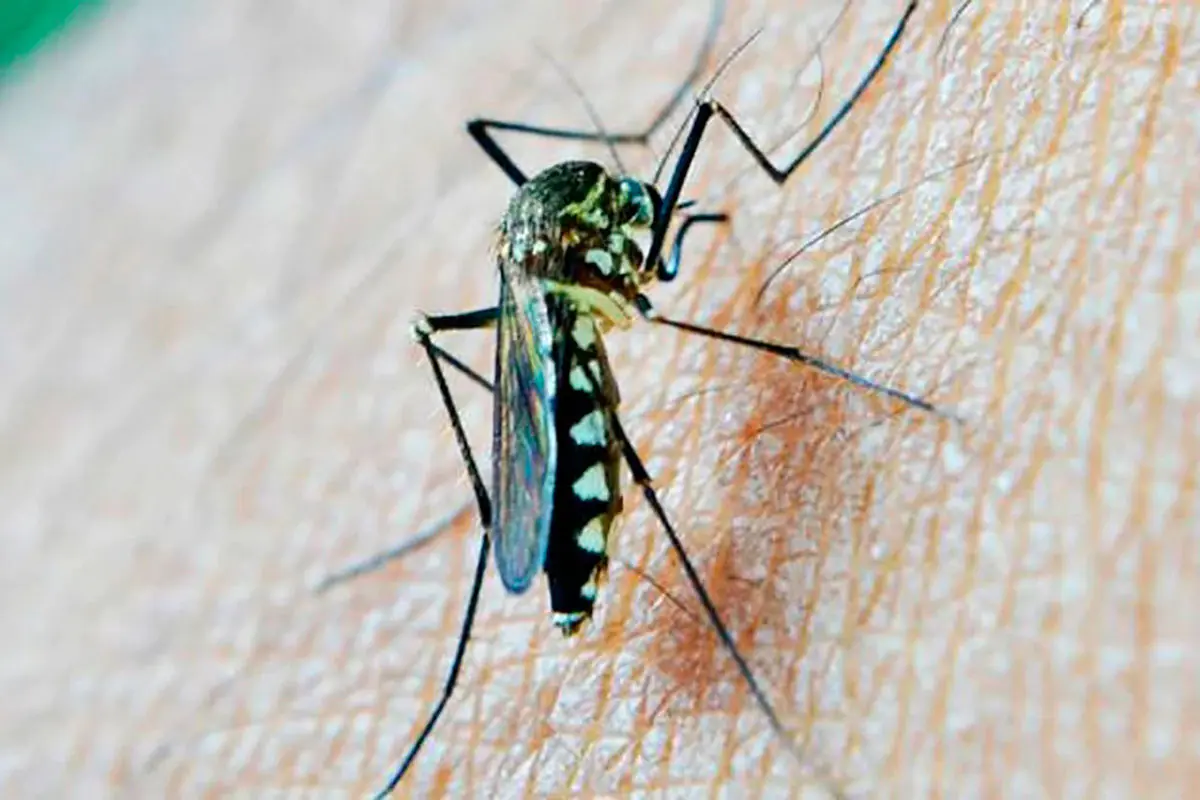 OPS alerta ante propagación de casos de chikungunya en continente americano