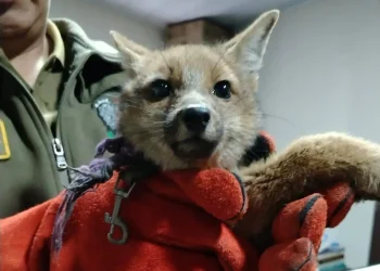 Zorro andino es rescatado cuando pretendían tenerlo como mascota en Potosí