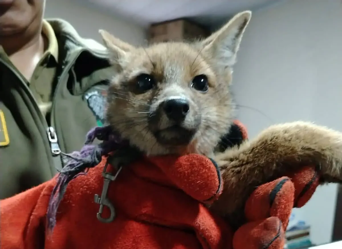 Zorro andino es rescatado cuando pretendían tenerlo como mascota en Potosí