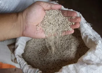 Exportaciones de sésamo baten récord y alcanzan $us 29 millones