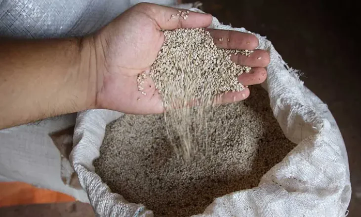 Exportaciones de sésamo baten récord y alcanzan $us 29 millones