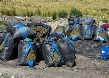 Fiscalía verifica incineración de más de tres toneladas de marihuana