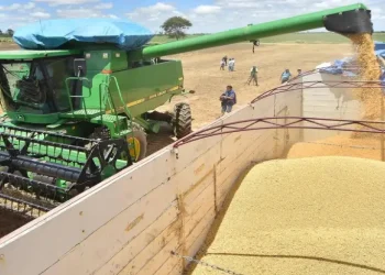 Arancel cero a la soya: una oportunidad compleja para la industria
