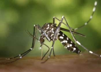 El mosquito aedes aegypti. Foto referencial RRSS