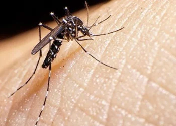 El mosquito transmisor de la enfermedad