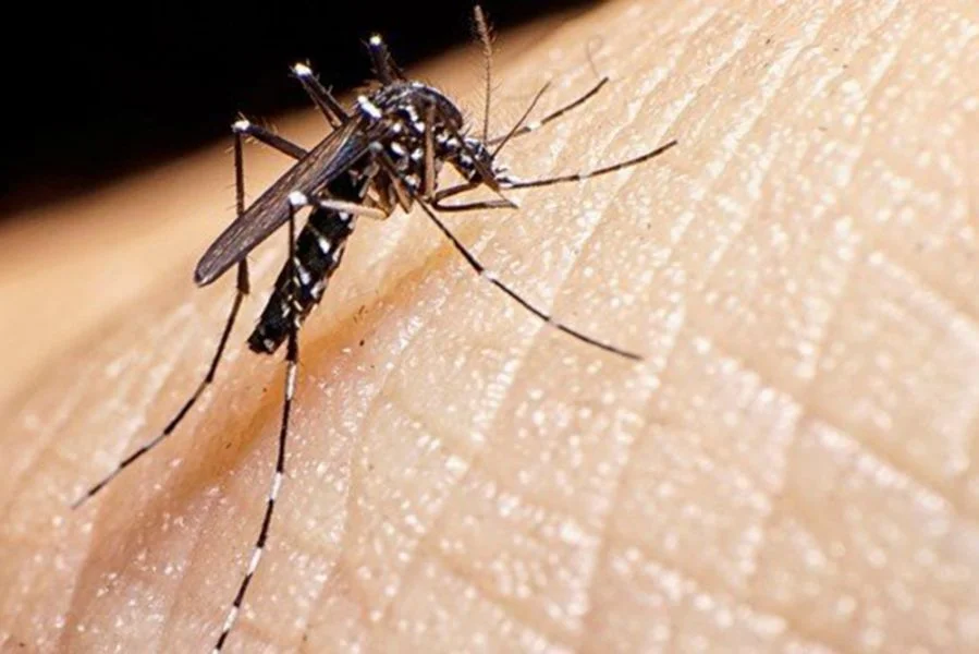 El mosquito transmisor de la enfermedad