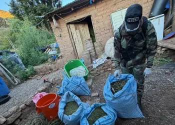 La marihuana que se utilizaba para producir droga líquida/Felcn