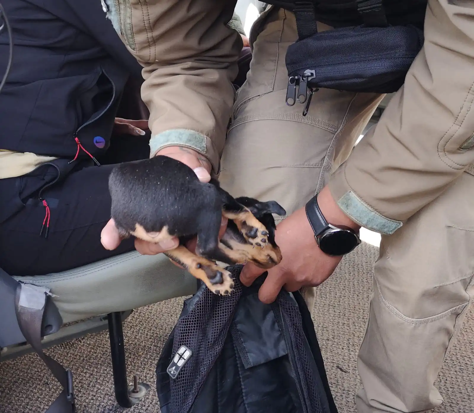Uno de los cachorros rescatados tenía la cola mutilada. FOTO: GAMEA