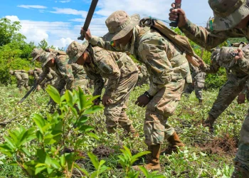 Gobierno apunta a intervenir 10.000 hectáreas de coca en esta gestión