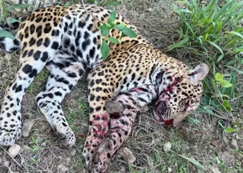 Un jaguar fue víctima de biociidio por comunarios en La Asunta, los Yungas de La Paz. FOTO: ANA