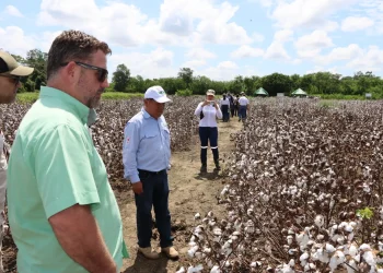 Concluye validación de nuevas semillas de algodón con biotecnología en Santa Cruz