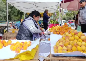 El municipio impulsa la ‘feria del durazno de los valles paceños’