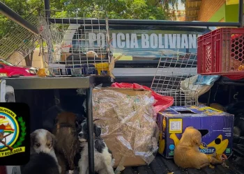 Rescatan a más de 60 perros destinados al comercio ilegal en Cochabamba