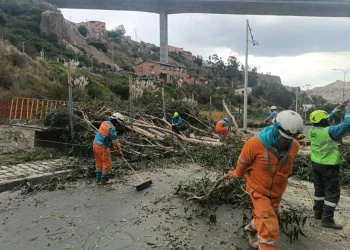 Un árbol de aproximadamente 30 metros colapsó en la avenida Zavaleta de La Paz. FOTO: GAMLP