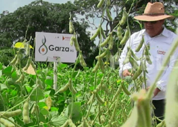 Agricultores presentan Garza RG, una nueva variedad de soya