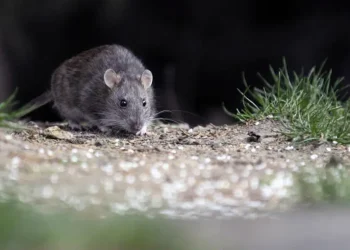 hantavirus