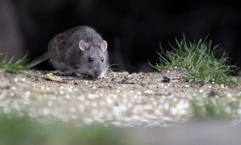 hantavirus
