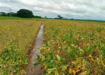 Cosecha de soya cae en 400.000 toneladas por mal clima
