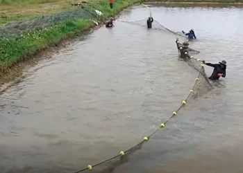 EMAPA apunta a completar al 100% el funcionamiento del Complejo Piscícola de Chimoré
