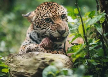 Senda Verde y CAMEBOL sellan alianza para impulsar la conservación