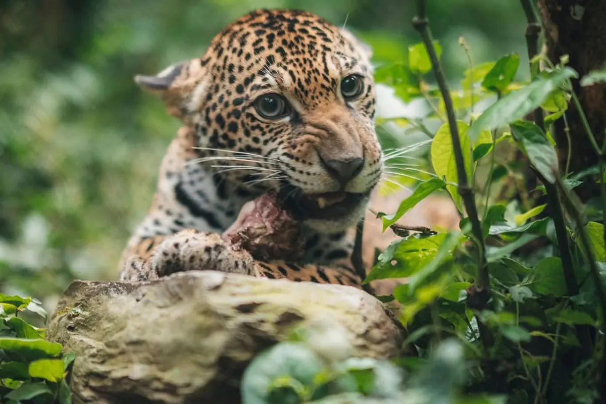 Senda Verde y CAMEBOL sellan alianza para impulsar la conservación