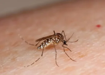 El mosquito aedes aegypti es el transmisor de la enfermedad. FOTO: RRSS