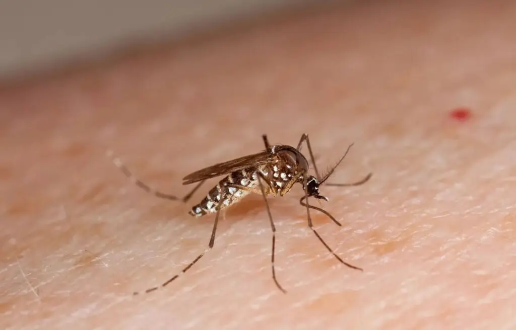 El mosquito aedes aegypti es el transmisor de la enfermedad. FOTO: RRSS