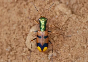 escarabajo