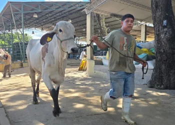 Agropecruz 2026 inicia actividades con 420 bovinos cebuinos