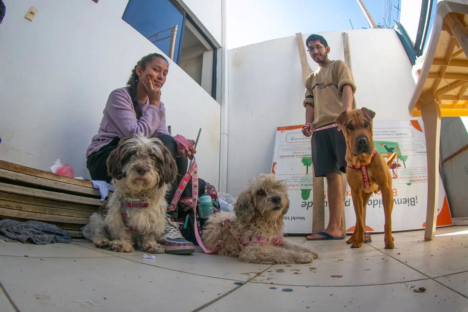 La Alcaldía de Cochabamba realizó 24.000 esterilizaciones a canes. FOTO: GAMC