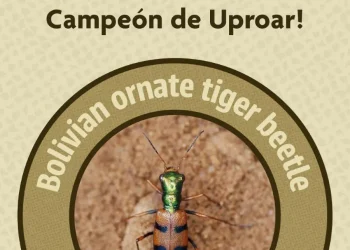 El escarabajo es el ganador en el Desafío de Conservación de Uproar. FOTO: UPROAR