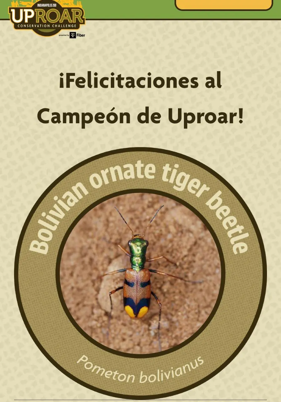El escarabajo es el ganador en el Desafío de Conservación de Uproar. FOTO: UPROAR