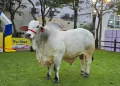 Asocebu lidera salto genético con bovinos récord