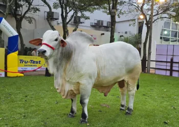 Asocebu lidera salto genético con bovinos récord