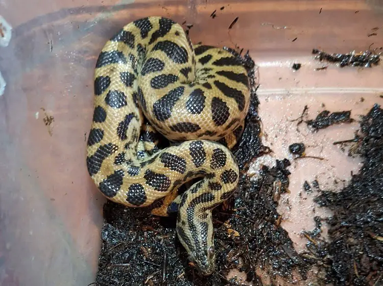 Uno de los reptiles hallados en el operativo/Pofoma