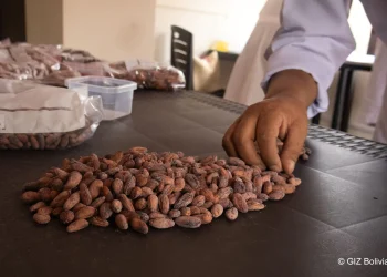 El cacao amazónico destaca en certamen nacional