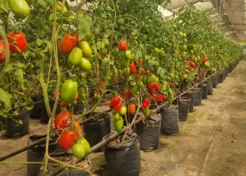 Centro de Producción de Semillas cumple 37 años como pilar del agro nacional