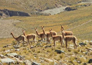 vicuñas
