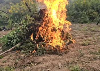 Las plantas de marihuana fueron incineradas/FELCN