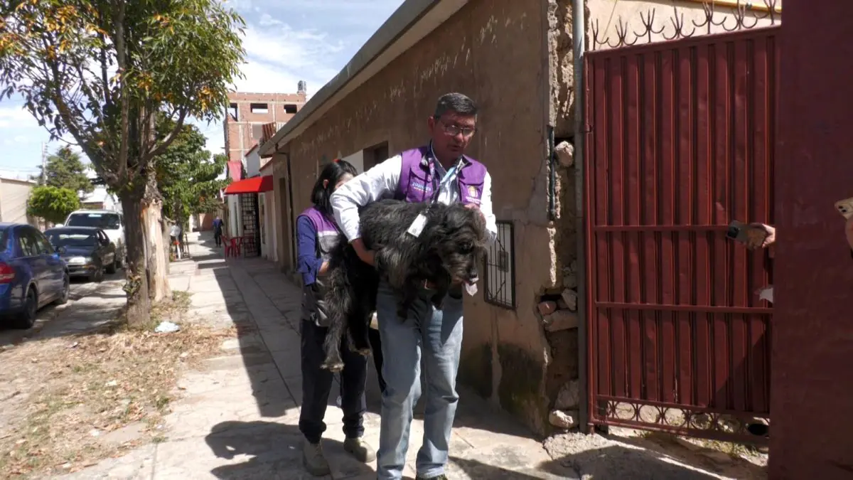 Personal de Zoonosis realizó un operativo en la zona Valle Hermoso de Cochabamba. FOTO: GAMC