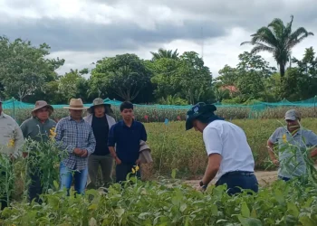 Nutrición de cultivos eleva rendimientos hasta en 20% y mitiga efectos de lluvias