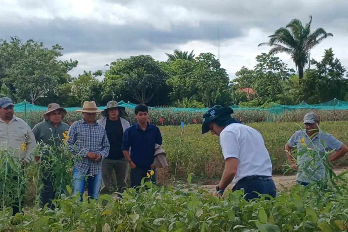 Nutrición de cultivos eleva rendimientos hasta en 20% y mitiga efectos de lluvias