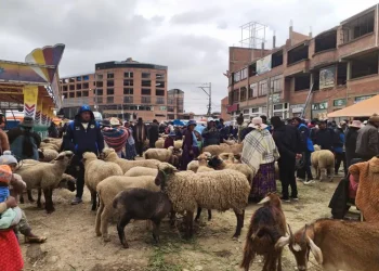 Venta de ganado en la Feria de Ramos de El Alto. FOTO: GAMEA